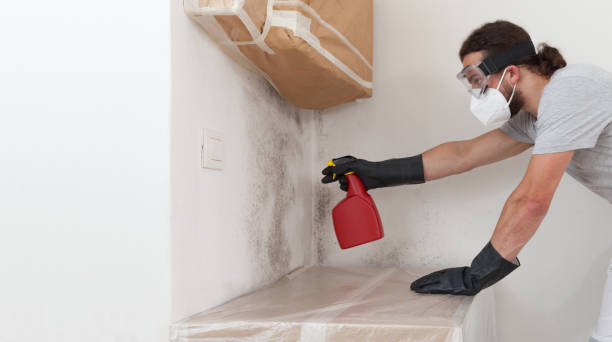 Professional Mold Inspection And Testing technician working in Allston, MA